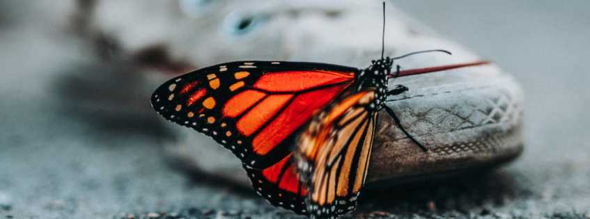 Change agents can play an important role in managing change in organizations Change agents can play an important role in managing change in organizations
